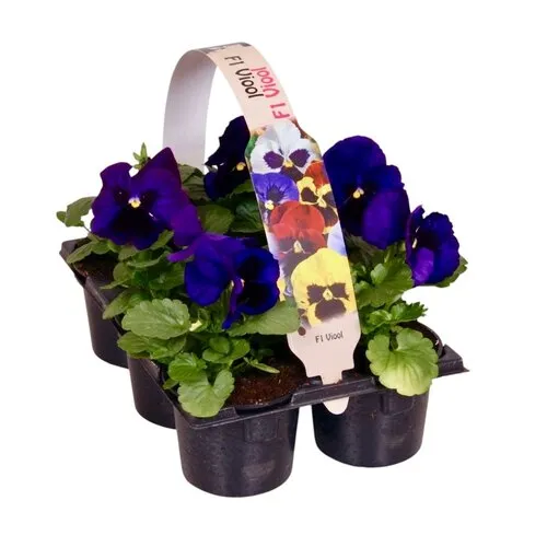 JUNAVERA Viola Delta F1 Deep Blue with Blotch | tray 6 stuks | 12 cm | 9 cm pot