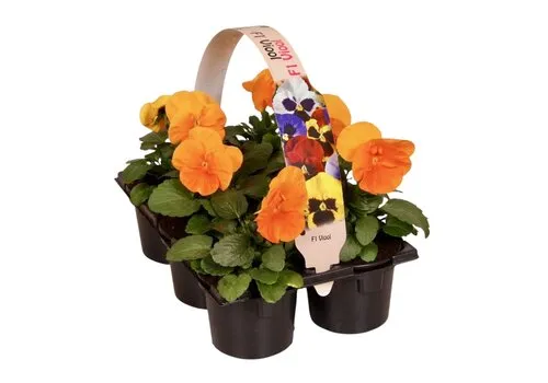 JUNAVERA Viola Delta F1 Pure Deep Orange tray | 6 x 9 cm pot | ca. 12 cm hoog
