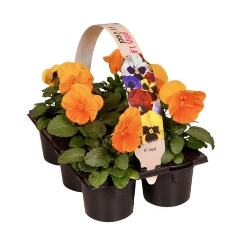 JUNAVERA Viola Delta F1 Pure Deep Orange tray | 6 x 9 cm pot | ca. 12 cm hoog
