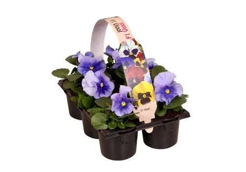 JUNAVERA Viola Delta F1 Pure Light Blue | tray 6 stuks | 12 cm hoog | 9 cm pot