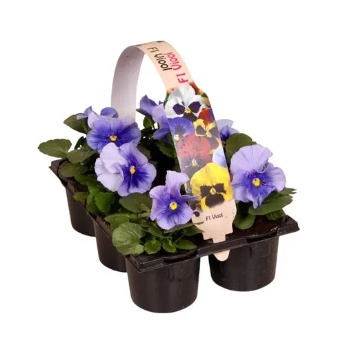 JUNAVERA Viola Delta F1 Pure Light Blue | tray 6 stuks | 12 cm hoog | 9 cm pot