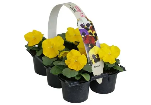JUNAVERA Tray grootbloemige violen Delta F1 Pure Primrose | 6 x 9 cm pot | ca. 10 tot 15 cm hoog