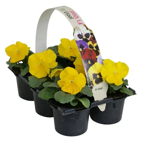 JUNAVERA Tray grootbloemige violen Delta F1 Pure Primrose | 6 x 9 cm pot | ca. 10 tot 15 cm hoog