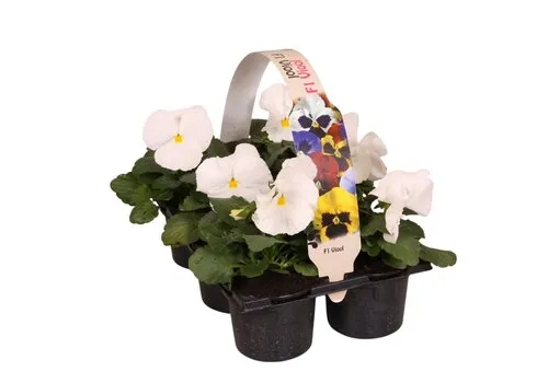 JUNAVERA Viola Delta F1 Pure White | tray 6 x 9 cm pot | ca. 10 cm hoog