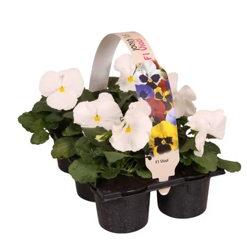 JUNAVERA Viola Delta F1 Pure White | tray 6 x 9 cm pot | ca. 10 cm hoog