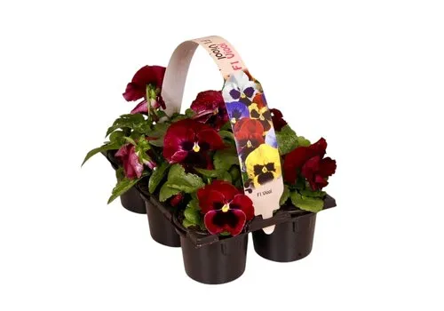 JUNAVERA Viola Delta F1 Red with Blotch | tray 6 planten | 12 cm hoog | 9 cm pot