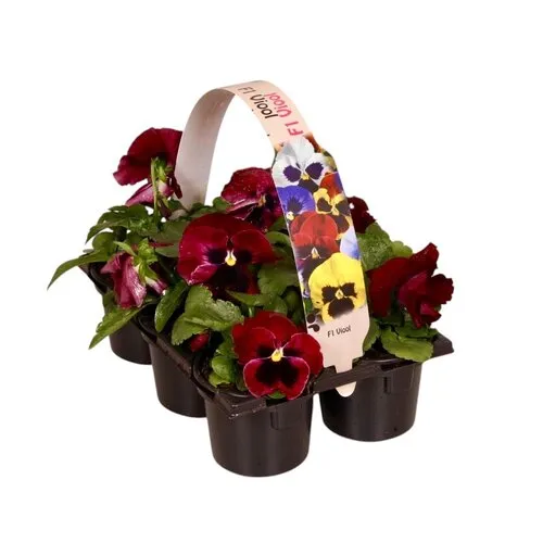 JUNAVERA Viola Delta F1 Red with Blotch | tray 6 planten | 12 cm hoog | 9 cm pot