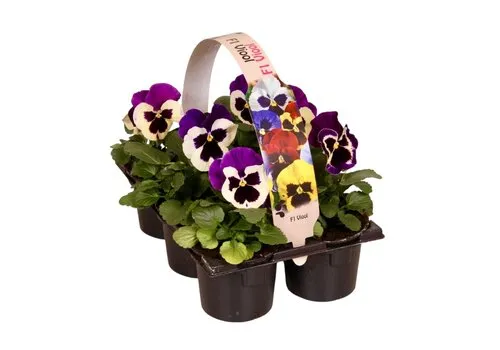 JUNAVERA Viool Delta F1 Violet with Face | tray 6 x 9 cm pot | ca. 10 cm hoog