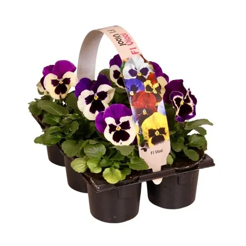 JUNAVERA Viool Delta F1 Violet with Face | tray 6 x 9 cm pot | ca. 10 cm hoog