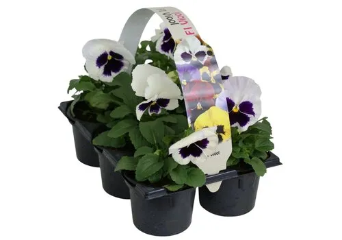 JUNAVERA Viola Delta F1 White with Blotch | grootbloemige viool | tray 6 stuks | 12 cm hoog | 9 cm pot