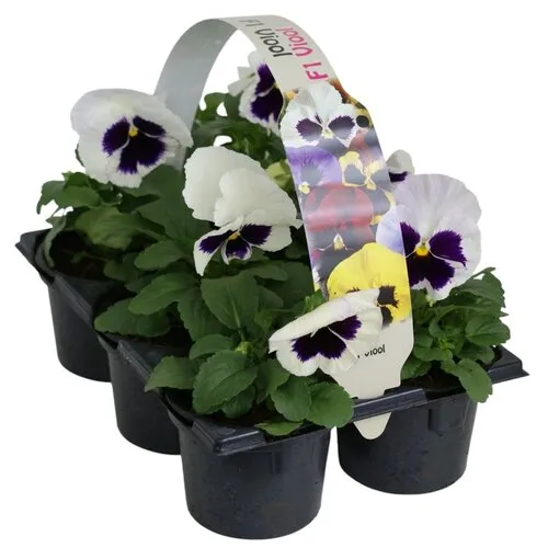JUNAVERA Viola Delta F1 White with Blotch | grootbloemige viool | tray 6 stuks | 12 cm hoog | 9 cm pot
