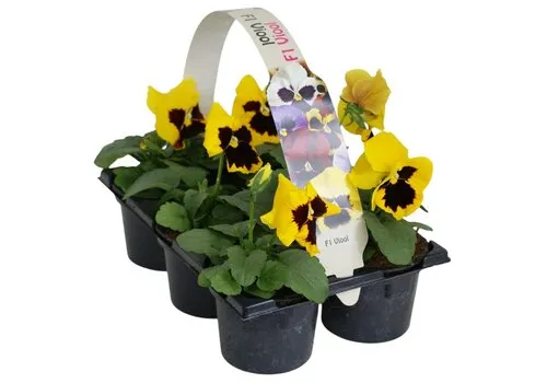 JUNAVERA Grootbloemige viool Delta F1 Yellow with Blotch | tray 6 x 9 cm pot | ca. 10 cm hoog