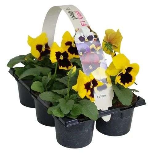 JUNAVERA Grootbloemige viool Delta F1 Yellow with Blotch | tray 6 x 9 cm pot | ca. 10 cm hoog