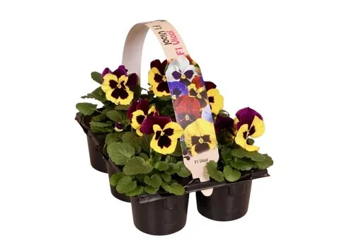 JUNAVERA Tray grootbloemige violen Delta F1 Yellow with Purple Wing | 6 x 9 cm pot | ca. 10 tot 15 cm hoog