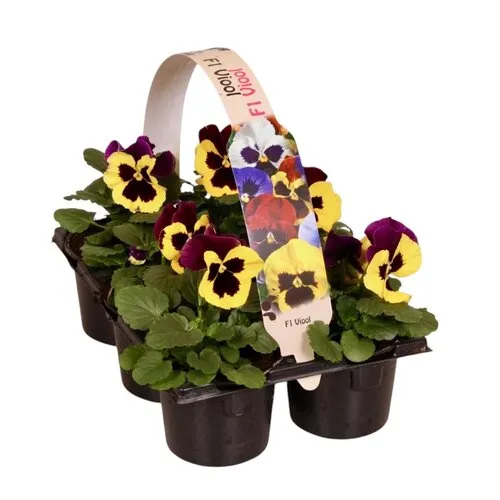 JUNAVERA Tray grootbloemige violen Delta F1 Yellow with Purple Wing | 6 x 9 cm pot | ca. 10 tot 15 cm hoog