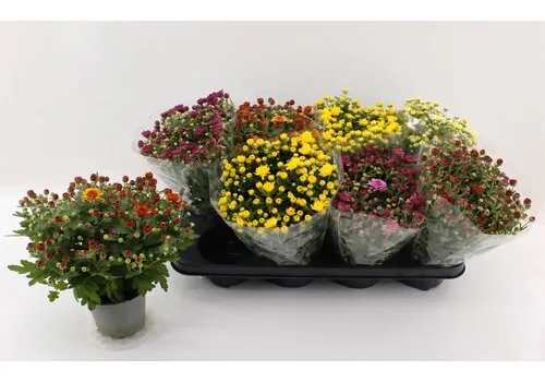 JUNAVERA Chrysanthemum Indicum Grp gemengd | 12 cm pot | 27 cm | per stuk