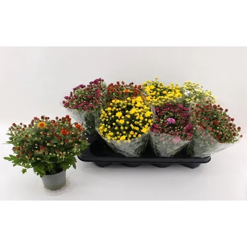 JUNAVERA Chrysanthemum Indicum Grp gemengd | 12 cm pot | 27 cm | per stuk