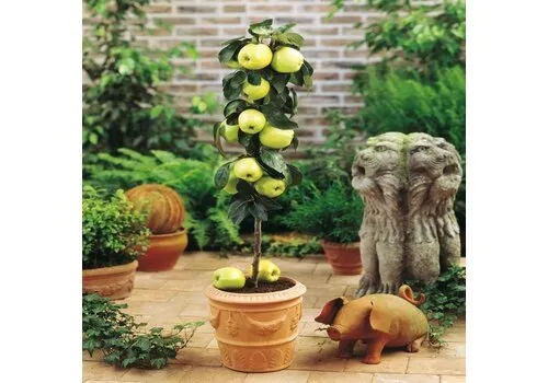 PatioPlant Malus Golden Delicious | Appelboom | 35 cm hoog | 9 cm pot