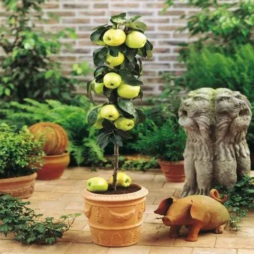 PatioPlant Malus Golden Delicious | Appelboom | 35 cm hoog | 9 cm pot