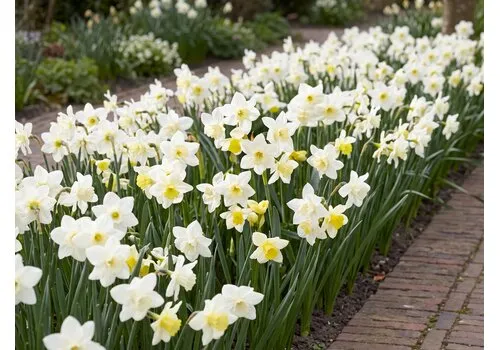 JUNAVERA Narcissus Pueblo bloembollen | 7 stuks