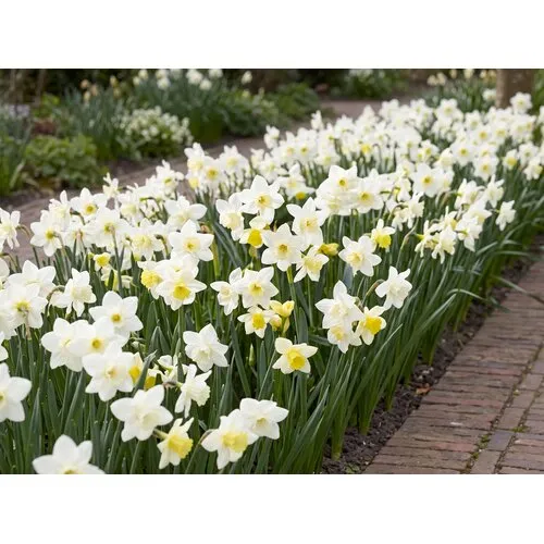 JUNAVERA Narcissus Pueblo bloembollen | 7 stuks