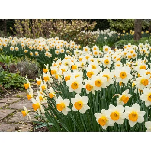 JUNAVERA Narcissus Sempre Avanti | bloembollen | 5 stuks