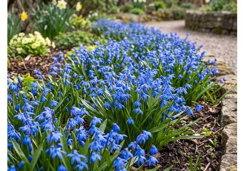JUNAVERA Scilla siberica bloembollen | 10 stuks | blauwe sterhyacint