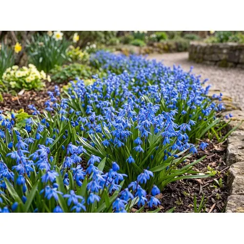 JUNAVERA Scilla siberica bloembollen | 10 stuks | blauwe sterhyacint