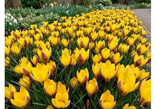 JUNAVERA Crocus Fuscotinctus bloembollen | 15 stuks