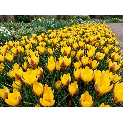 JUNAVERA Crocus Fuscotinctus bloembollen | 15 stuks