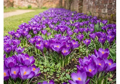JUNAVERA Crocus Whitewell Purple | bloembollen | 15 stuks
