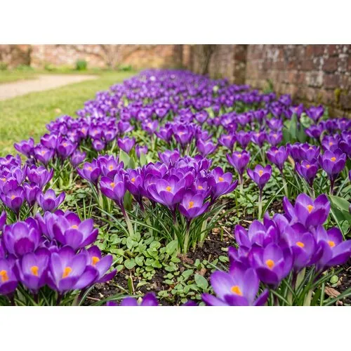 JUNAVERA Crocus Whitewell Purple | bloembollen | 15 stuks