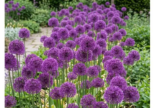 JUNAVERA Allium Purple Rain | 3 bloembollen | Paarse sierui