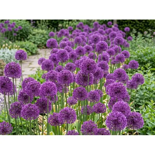 JUNAVERA Allium Purple Rain | 3 bloembollen | Paarse sierui