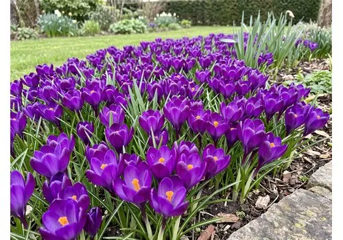 JUNAVERA Crocus Ruby Giant bloembollen | 15 stuks | paarse voorjaarsbloeier