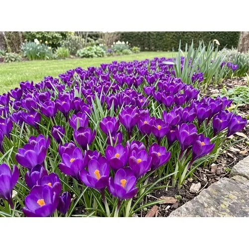 JUNAVERA Crocus Ruby Giant bloembollen | 15 stuks | paarse voorjaarsbloeier