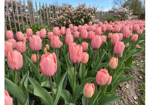 JUNAVERA Tulipa Salmon van Eijk | bloembollen | 7 stuks | ca. 55 cm