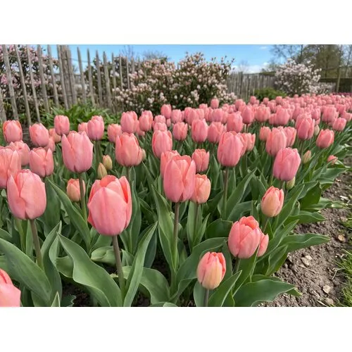 JUNAVERA Tulipa Salmon van Eijk | bloembollen | 7 stuks | ca. 55 cm