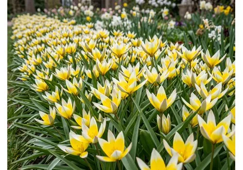 JUNAVERA Tulipa Tarda bloembollen | 10 stuks | botanische tulp