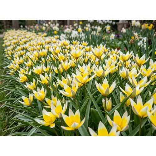 JUNAVERA Tulipa Tarda bloembollen | 10 stuks | botanische tulp