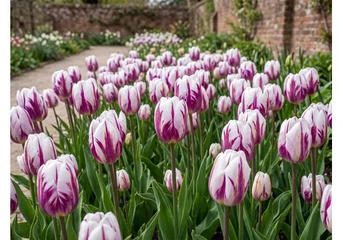 JUNAVERA Tulipa Flaming Flag bloembollen | 7 stuks | paars wit gevlamde tulp