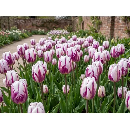 JUNAVERA Tulipa Flaming Flag bloembollen | 7 stuks | paars wit gevlamde tulp
