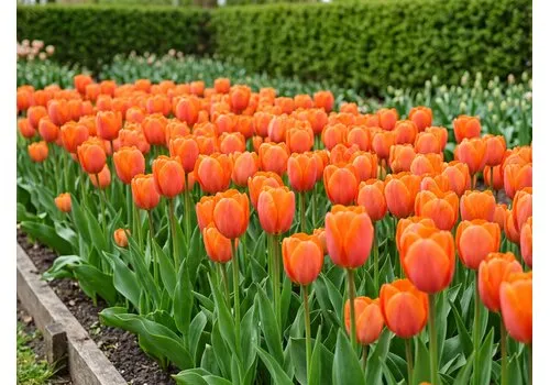 JUNAVERA Tulipa Orange Van Eijk bloembollen | 7 stuks
