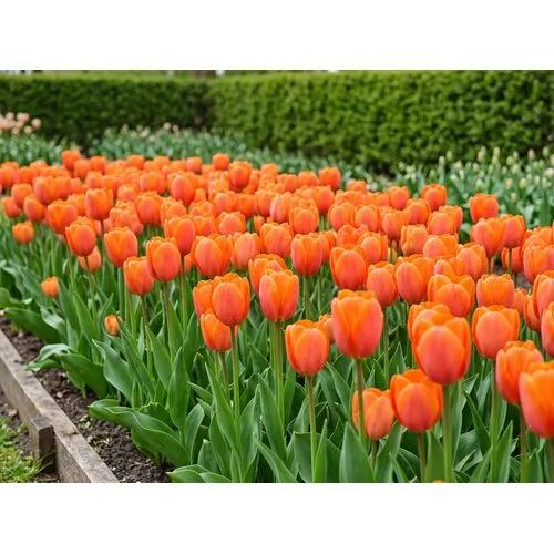 JUNAVERA Tulipa Orange Van Eijk bloembollen | 7 stuks
