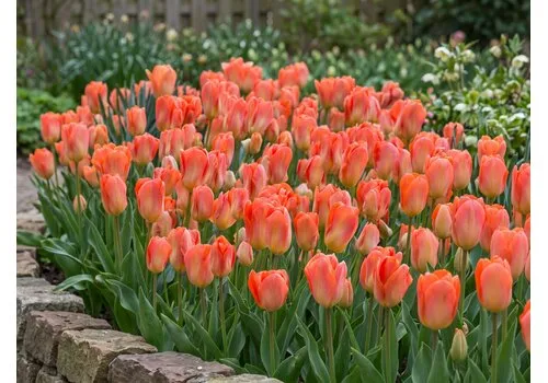 JUNAVERA Tulipa Apricot Emperor bloembollen | 7 stuks