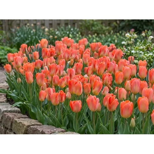 JUNAVERA Tulipa Apricot Emperor bloembollen | 7 stuks