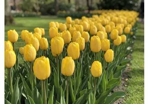 JUNAVERA Tulipa Golden Apeldoorn bloembollen | 7 stuks | gele Darwin tulp