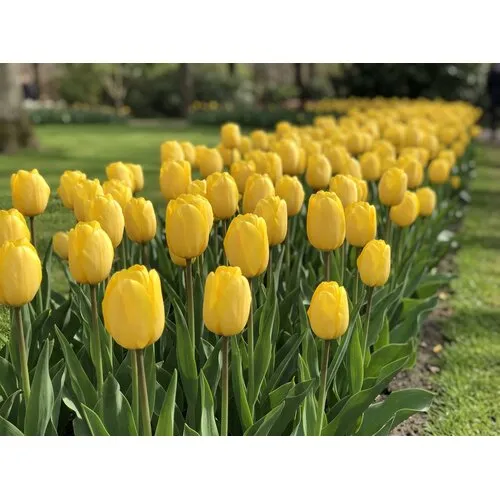 JUNAVERA Tulipa Golden Apeldoorn bloembollen | 7 stuks | gele Darwin tulp