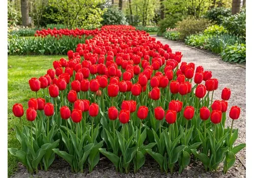 JUNAVERA Tulipa Royal van Eijk | 7 bloembollen | rode tulp