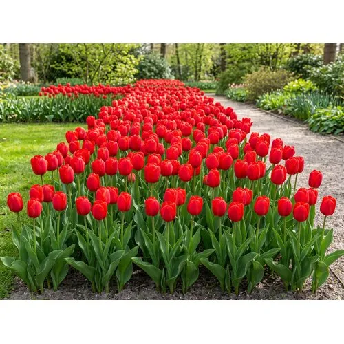 JUNAVERA Tulipa Royal van Eijk | 7 bloembollen | rode tulp